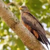 Black Kite On A Tree Diamond Painting