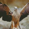 Black Kite With Big Wings Diamond Painting