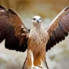 Black Kite With Big Wings Diamond Painting