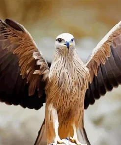 Black Kite With Big Wings Diamond Painting