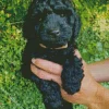 Black Cockapoo Puppy Diamond Painting