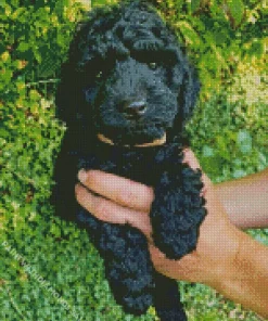 Black Cockapoo Puppy Diamond Painting