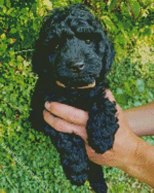 Black Cockapoo Puppy Diamond Painting