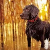 Boykin Spaniel Diamond Painting