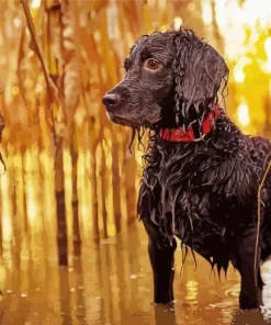 Boykin Spaniel Diamond Painting