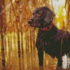 Boykin Spaniel Diamond Painting