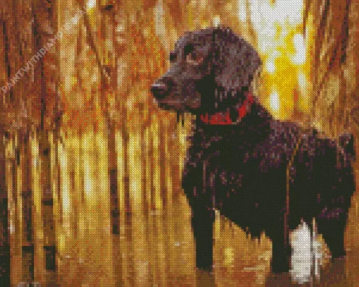 Boykin Spaniel Diamond Painting