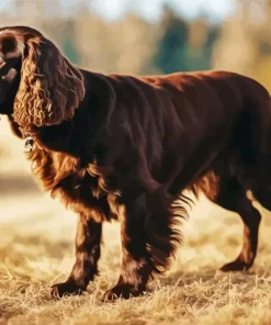 Boykin Spaniel Dog Diamond Painting