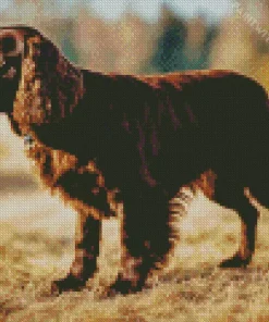 Boykin Spaniel Dog Diamond Painting