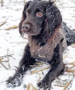 Boykin Spaniel In Snow Diamond Painting