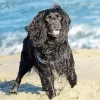 Boykin Spaniel In The Beach Diamond Painting