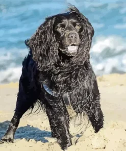 Boykin Spaniel In The Beach Diamond Painting