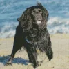 Boykin Spaniel In The Beach Diamond Painting