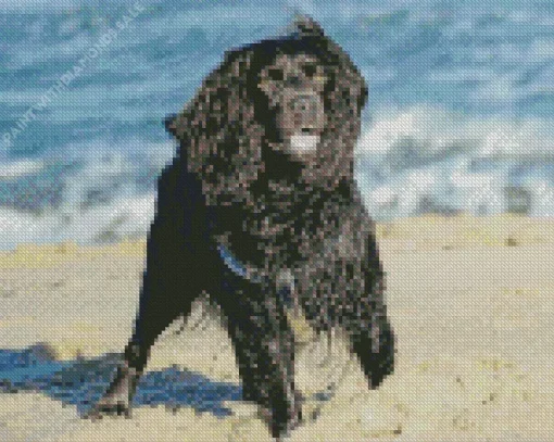 Boykin Spaniel In The Beach Diamond Painting