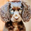 Boykin Spaniel Puppy Diamond Painting