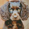 Boykin Spaniel Puppy Diamond Painting