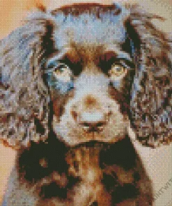 Boykin Spaniel Puppy Diamond Painting