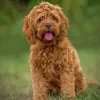 Brown Cockapoodle Diamond Painting