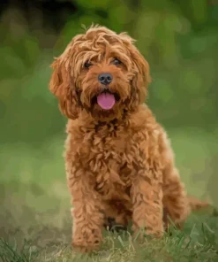 Brown Cockapoodle Diamond Painting