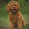 Brown Cockapoodle Diamond Painting