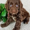 Brown Cockapoo Diamond Painting