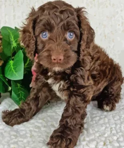 Brown Cockapoo Diamond Painting