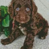 Brown Cockapoo Diamond Paintings