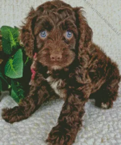 Brown Cockapoo Diamond Paintings