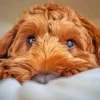 Close Brown Cockapoo Diamond Painting