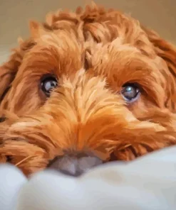 Close Brown Cockapoo Diamond Painting