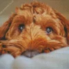 Close Brown Cockapoo Diamond Painting