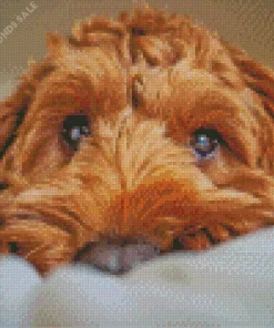 Close Brown Cockapoo Diamond Painting