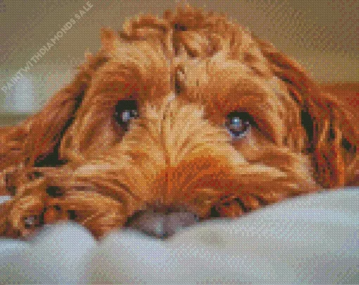 Close Brown Cockapoo Diamond Painting