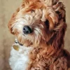 Cockapoodle Dog Diamond Painting