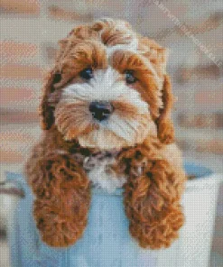 Cute Cockapoo Diamond Painting