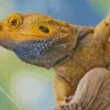 Inland Bearded Dragon Diamond Painting