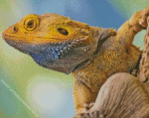 Inland Bearded Dragon Diamond Painting