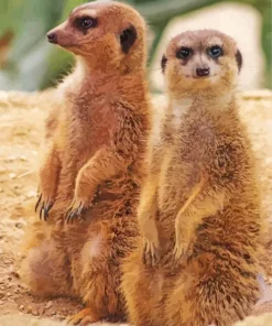 Meerkat Animals Diamond Painting