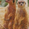 Meerkat Animals Diamond Painting