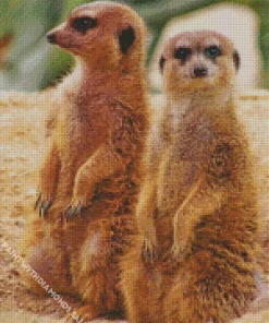 Meerkat Animals Diamond Painting