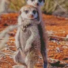 Meerkat Couple Diamond Painting