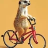 Meerkat Riding A Bicycle Diamond Painting