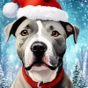 Pit Bull In Snow Diamond Painting