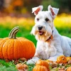 Schnauzer With Pumpkins Diamond Painting