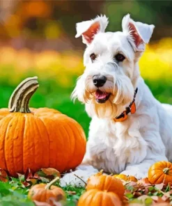 Schnauzer With Pumpkins Diamond Painting