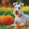 Schnauzer With Pumpkins Diamond Painting