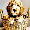 Sheepadoodle In A Basket Diamond Painting