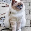 Adorable Birman Cat Diamond Painting