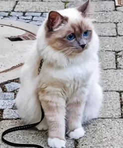 Adorable Birman Cat Diamond Painting