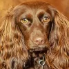 Adorable Boykin Spaniel Diamond Painting